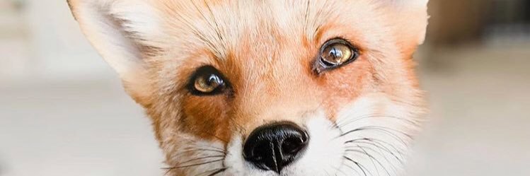 AskFoxyy's profile banner image