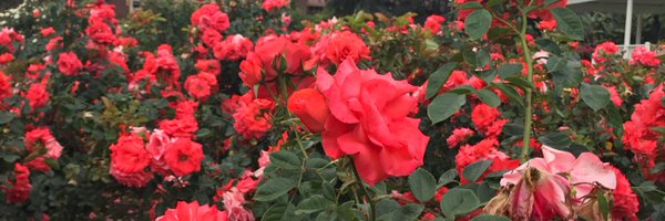 klyn49 Profile Banner