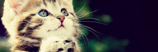 mikecohencsl Profile Banner