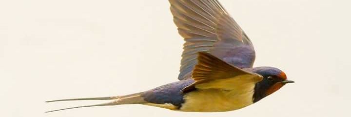 Dominika Tulp banner