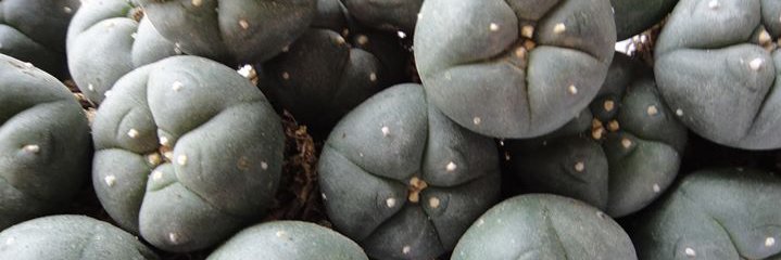 preciouscactus's profile banner image