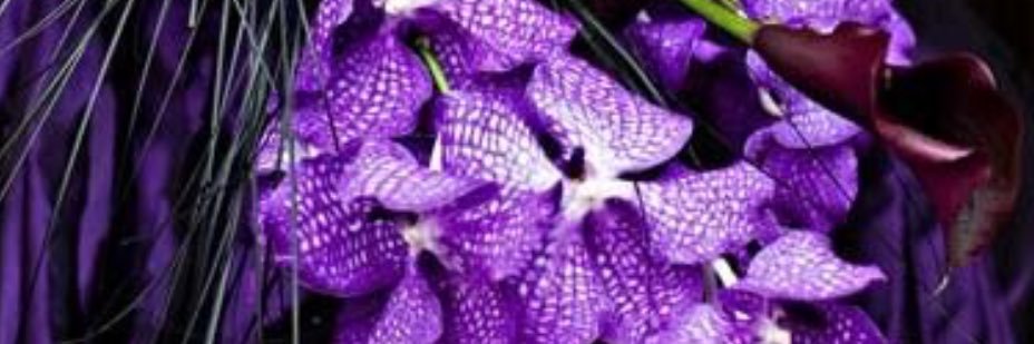 ♪PURPLE☂RA!N† banner