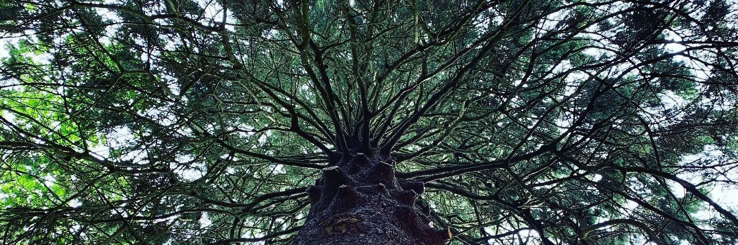 Tracy-Lee Dalton banner