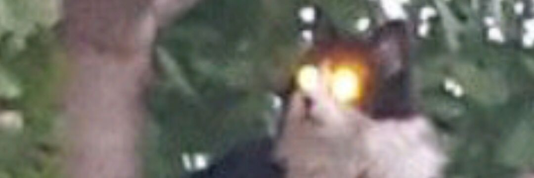 chode a la mode banner