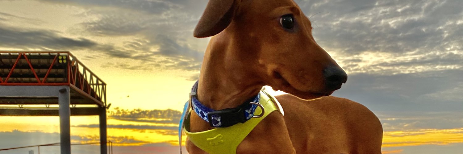 MontseGamarra's profile banner image