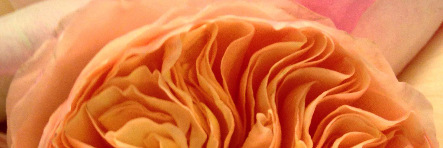 rosepilato's profile banner image