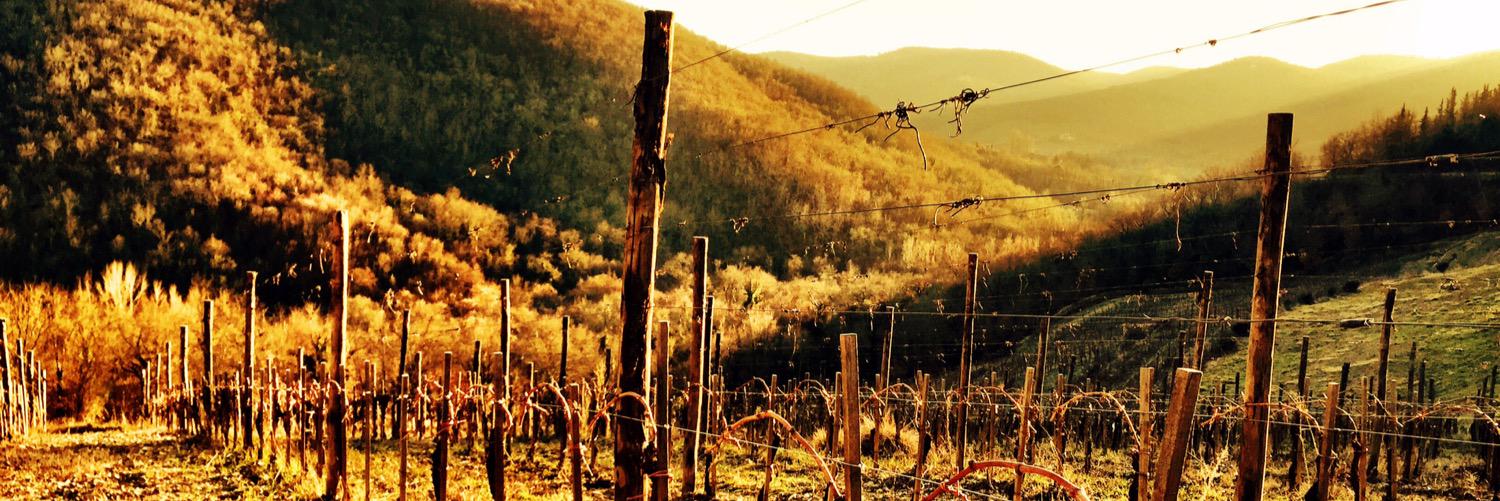 Montebernardi Wines banner