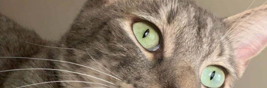 theBARDtender's profile banner image
