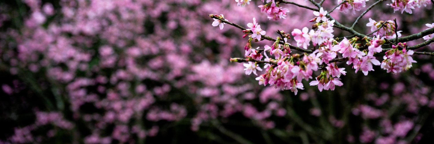 k4917552's profile banner image