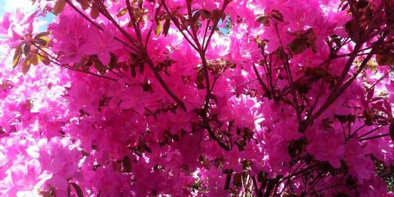 LutraLutri's profile banner image