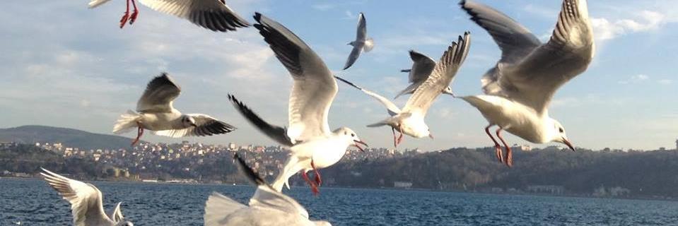 SevgiUlcay's profile banner image