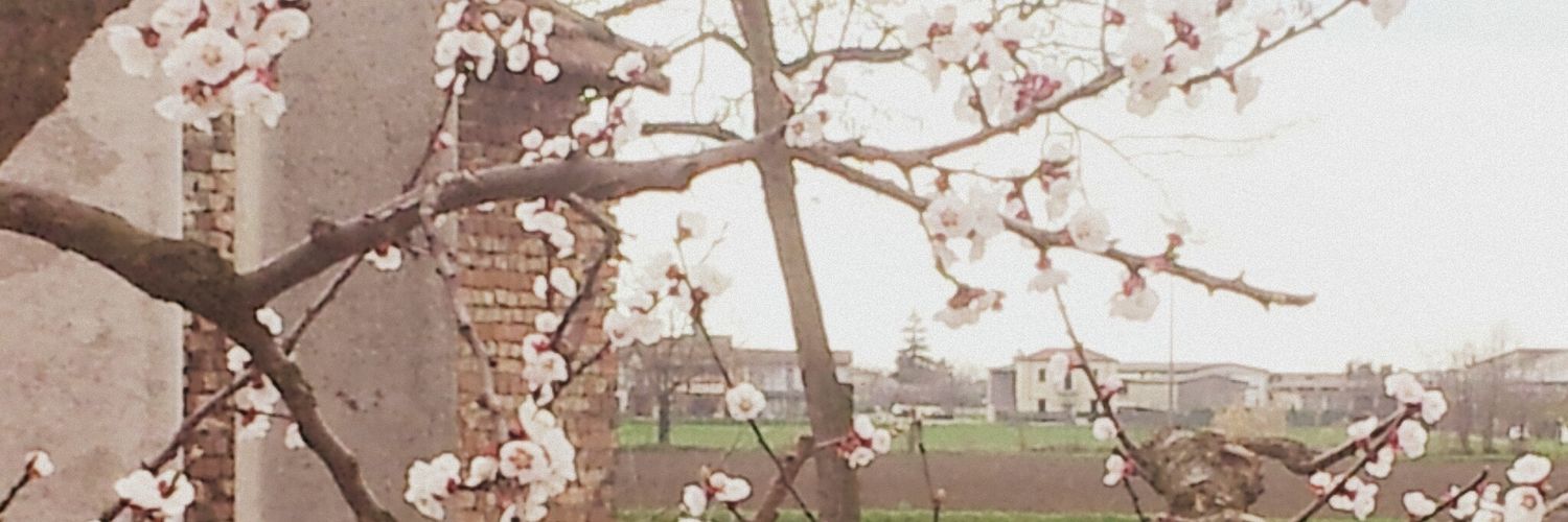 yearofthecatx's profile banner image