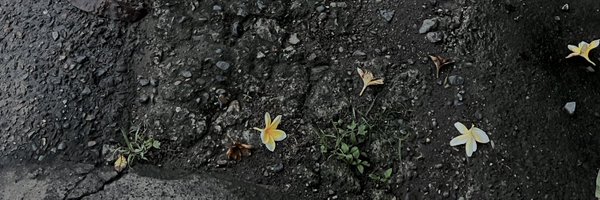 jackjackbandit Profile Banner