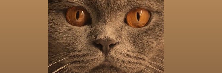 EdaMoustafa's profile banner image