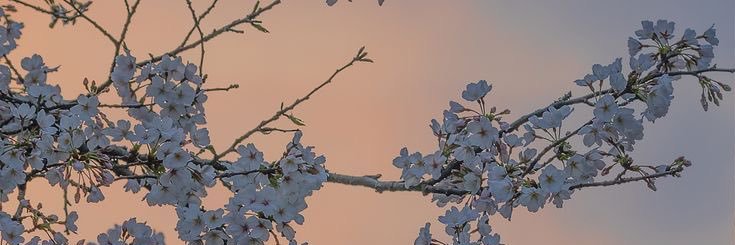 SooooVan's profile banner image