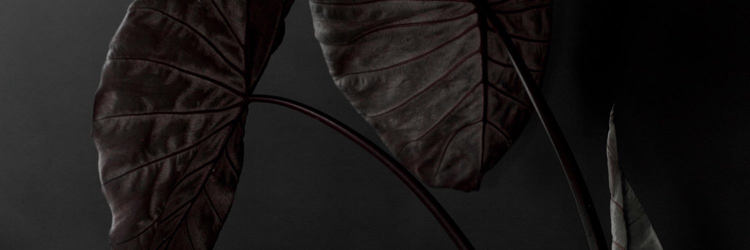 Benjamin Holtrop banner