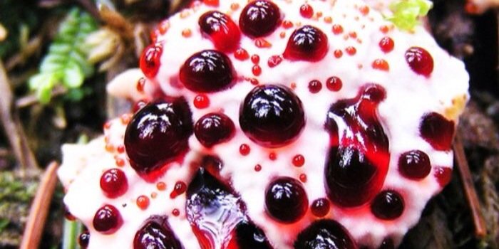 jujuwestern's profile banner image