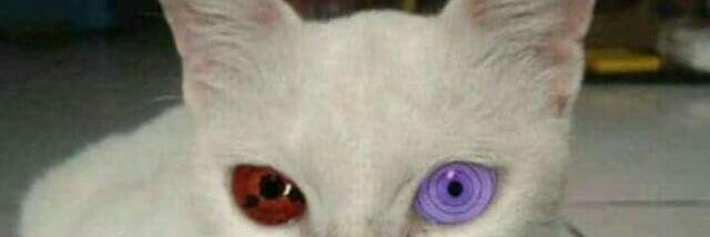 abesoftboi's profile banner image