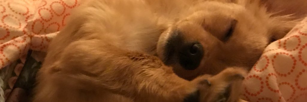 _carolineeelee's profile banner image