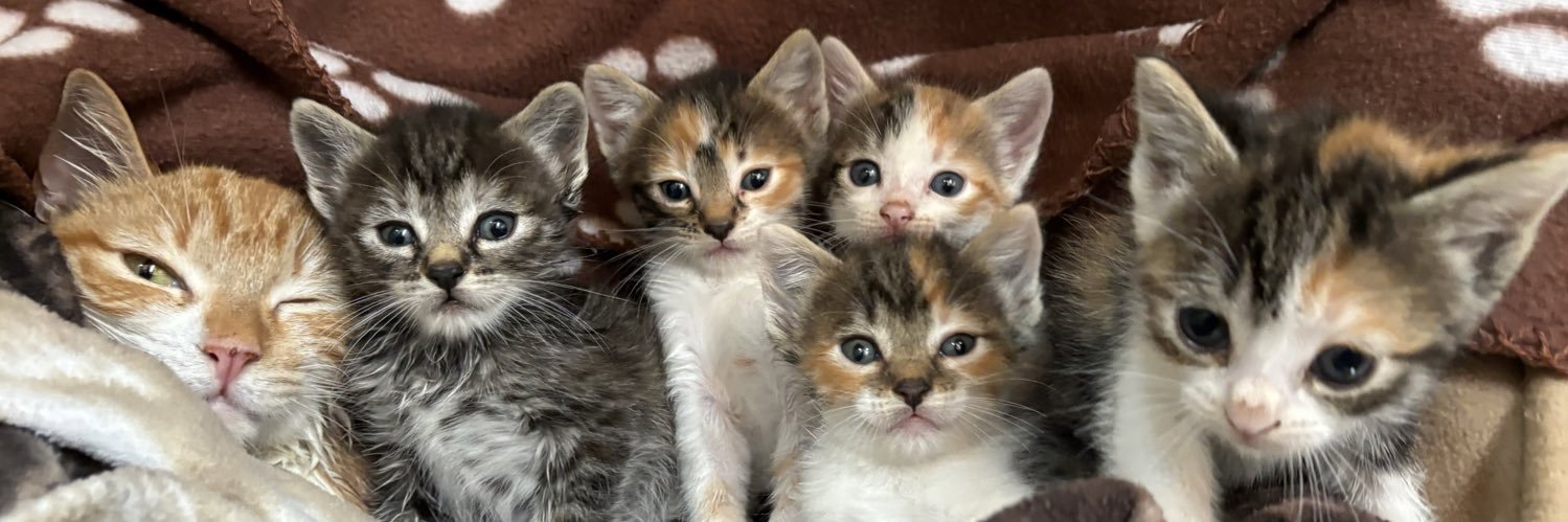 TownCats's profile banner image
