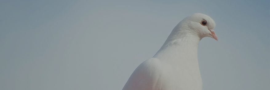 ebiyeh's profile banner image