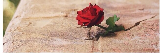 noura1430's profile banner image