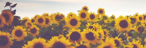 Phillipe.eth ❤️ Memecoin banner