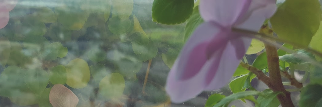 mindeeG's profile banner image