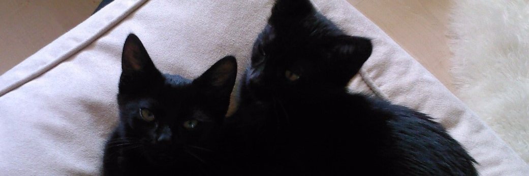 Elliecat2008's profile banner image