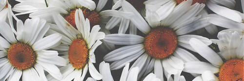 _blancaramirez's profile banner image