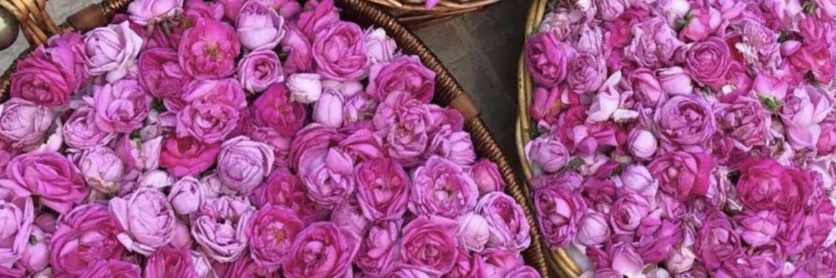 افنان فؤاد banner