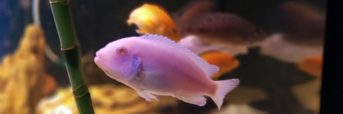 si_yur's profile banner image
