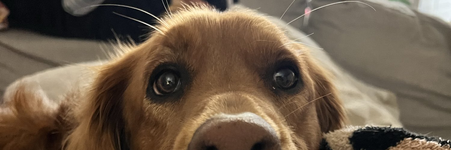 HollyLucido's profile banner image