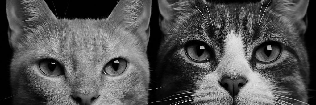 pitogomez007's profile banner image