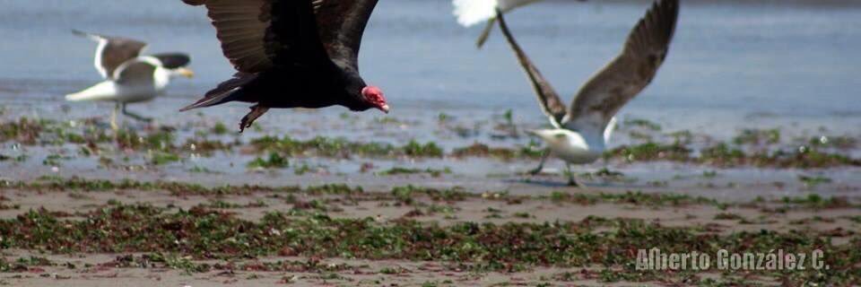 Dunas de Ritoque banner