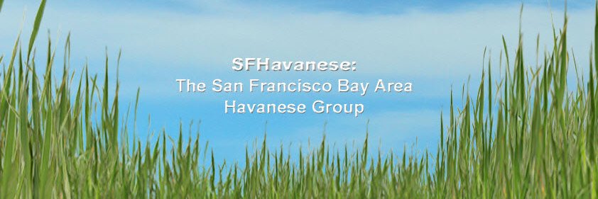 SFHavanese's profile banner image