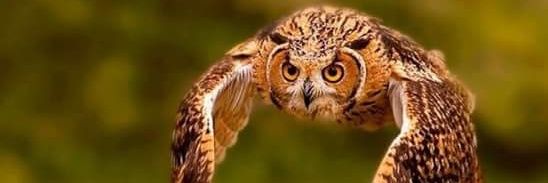 Harry Pacheco banner