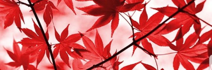 iamfossy's profile banner image