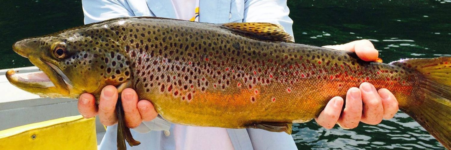 Rodney Freeman banner