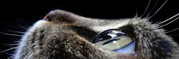 Batutamon's profile banner image