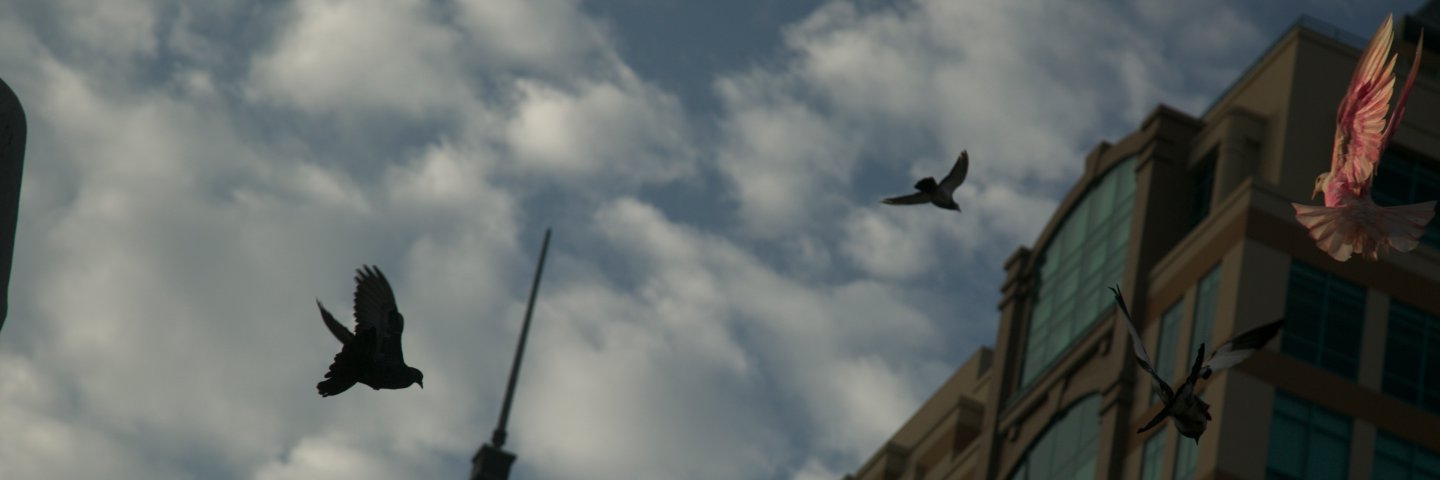 willow elias-stagg banner