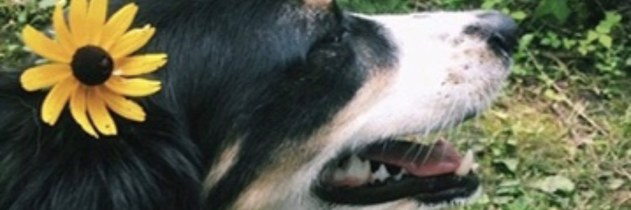HaileyScully's profile banner image