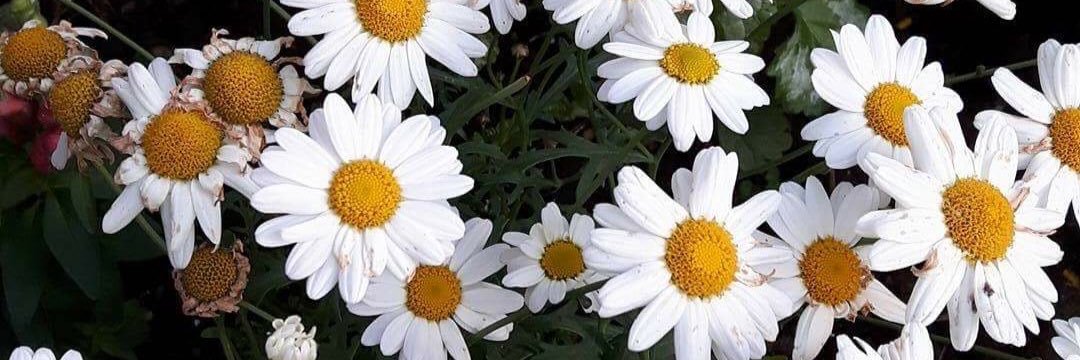 Sarah__Mee's profile banner image