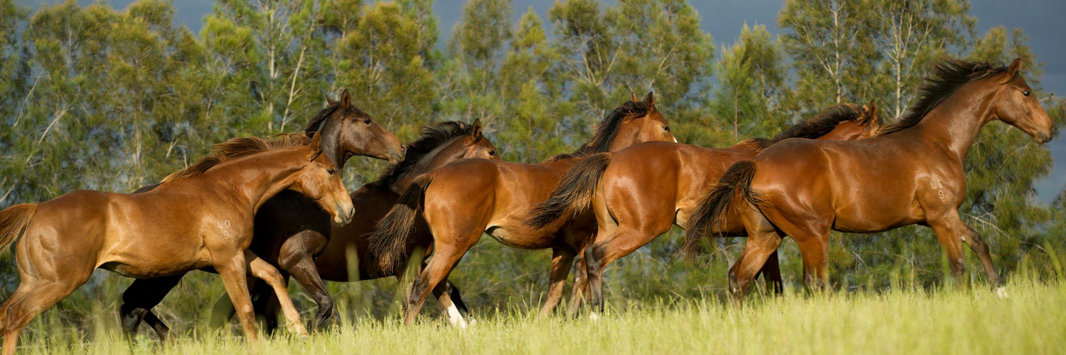 Hunter Thoroughbreds banner