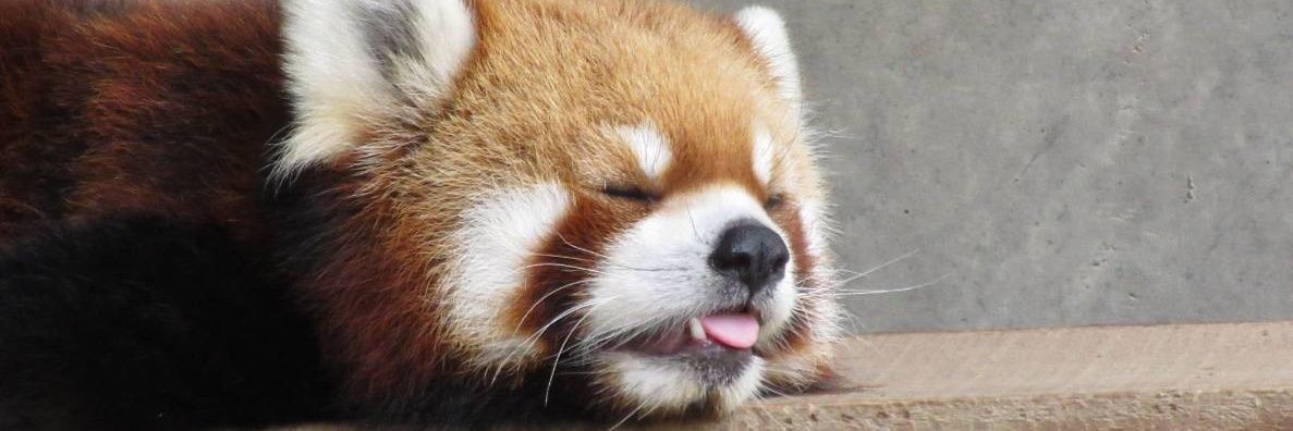 そまリ。ネコ最高！🐾 banner