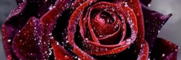 SOFisticated1 Profile Banner