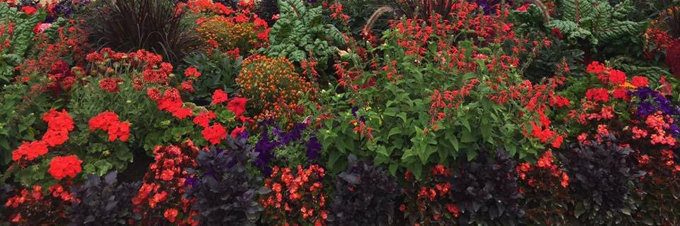 Giulia Andrade banner