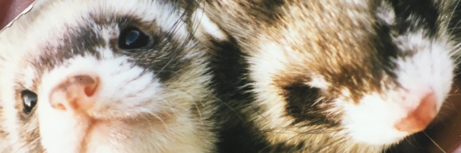 mekapota's profile banner image