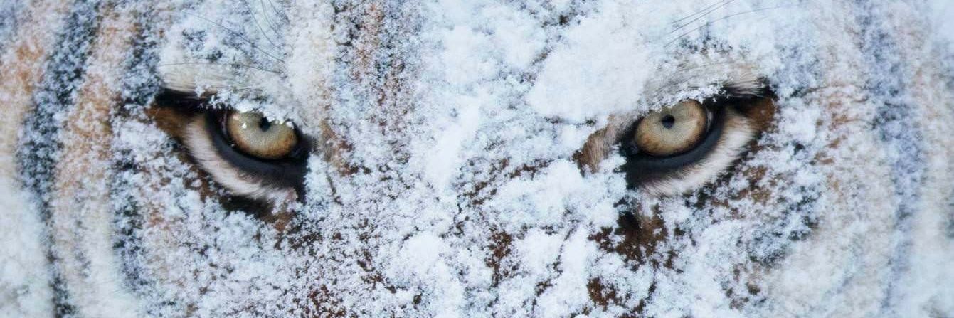 dr alfonso 40 banner