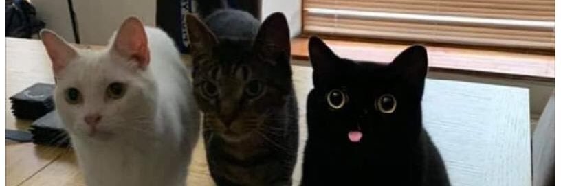 j_wildcat's profile banner image